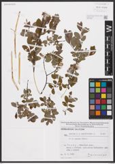 Foto von Salix aurita L. x Salix myrtilloides L.